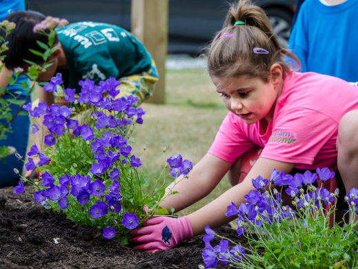 Child planting purple flowers