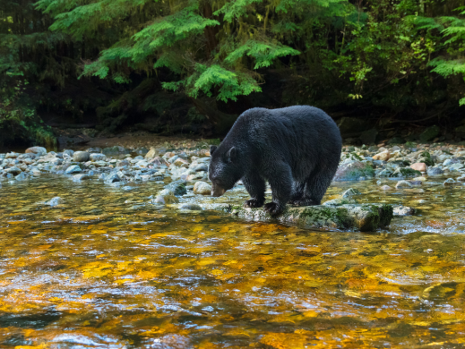 Bear standing on a stump at the river