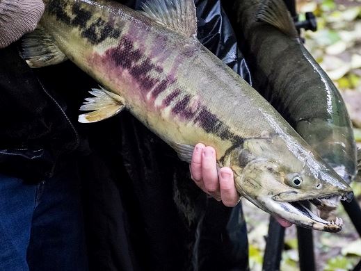 My family has a smallest fish award, current title holder - me. : r/Fishing