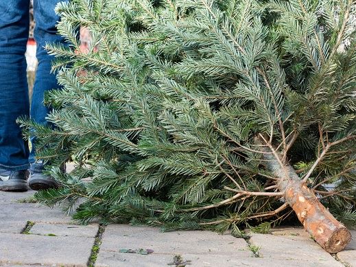 Natural Christmas tree getting recycled