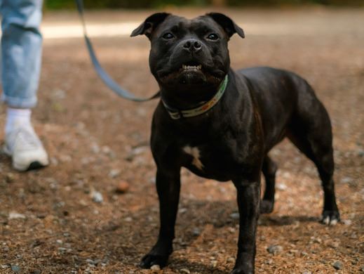 Doggo posing for a picture whilst on leash.