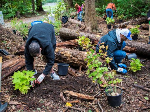 Tree Planting in Coquitlam