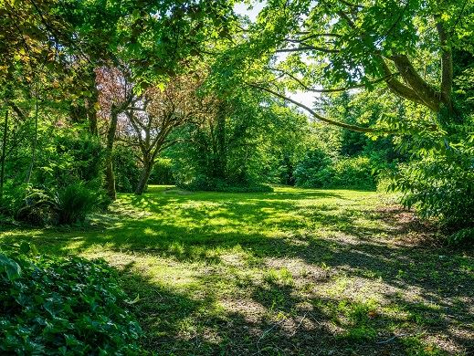 Lush green city park