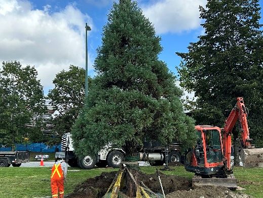 Sequoia Tree Transplant near Lafarge Lake