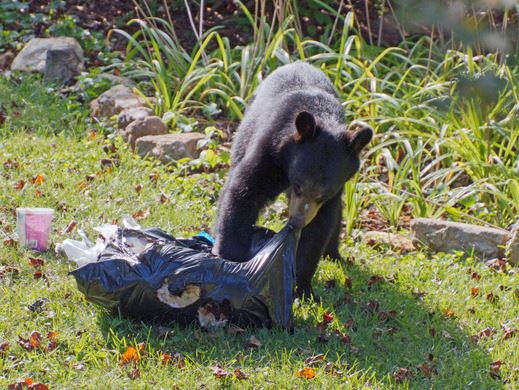 A young bear cub eating trash out of a black garbage bag