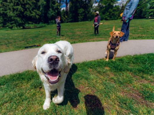 Image of a smiling dog looking directly at the camera