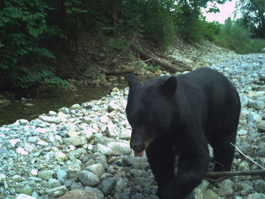 Bear near Partington Creek