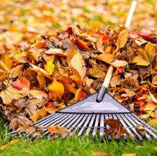 Rake and leaves