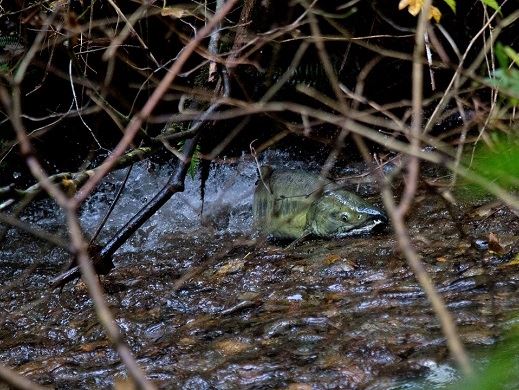 Salmon News Flash