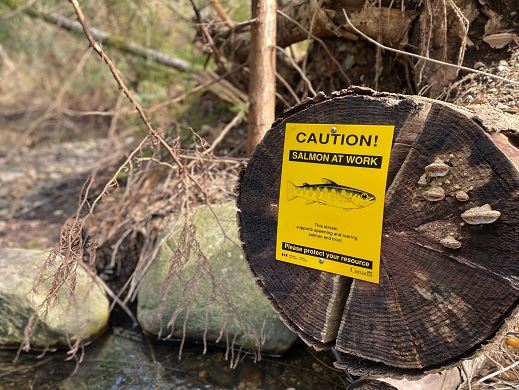 Maple Creek Salmon Habitat