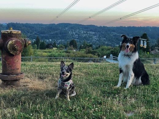 Dogs at Bramble Dog Park Off Leash