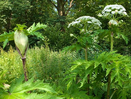 Giant hogweed Newsflash