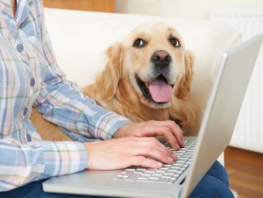 Dog looking at owner and owner typing on laptop