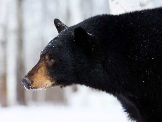 Black bear with snow
