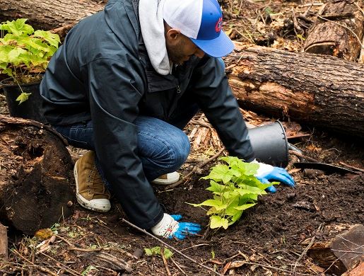 Volunteer tree planting