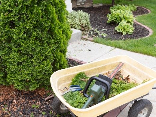 Yard trimmings in a wheelbarrow