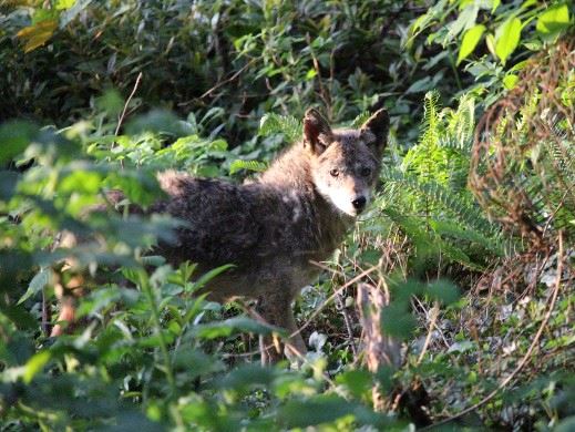 Coyote in the Bush