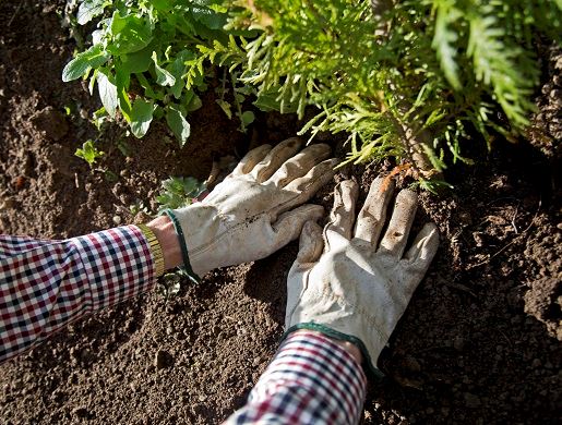 Gloved hands planting with compost