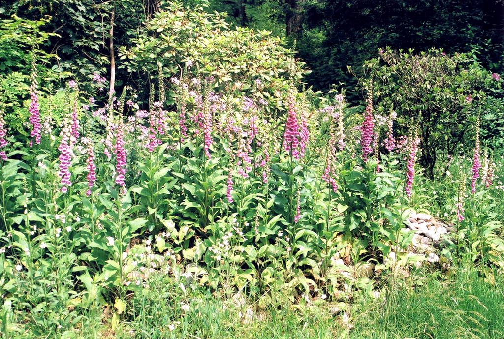 Photograph of foxgloves, date unknown