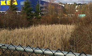 IKEA Wetland Next to Nelson Creek